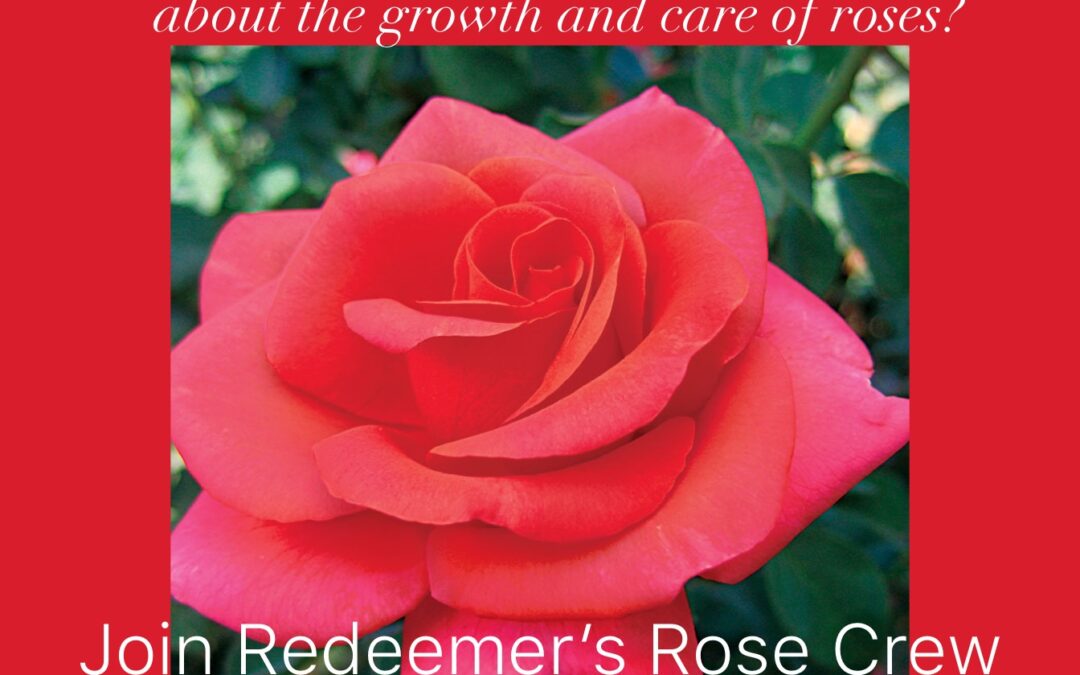 Learn about caring for roses and help to make our new garden bloom!