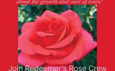 Learn about caring for roses and help to make our new garden bloom!